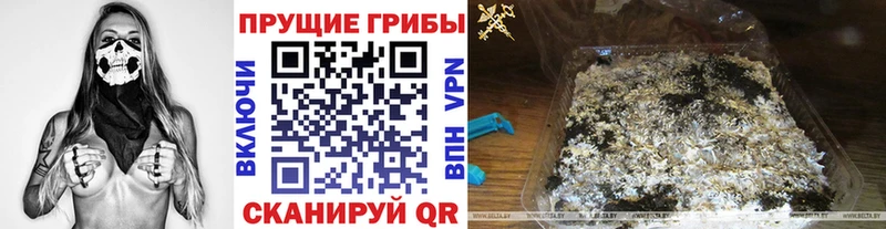 купить мега ТОР Галлюциногенные грибы Psilocybe Гай
